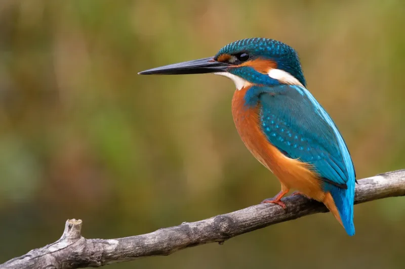 Azure Kingfisher on a Weathered Forest Branch wallpaper preview