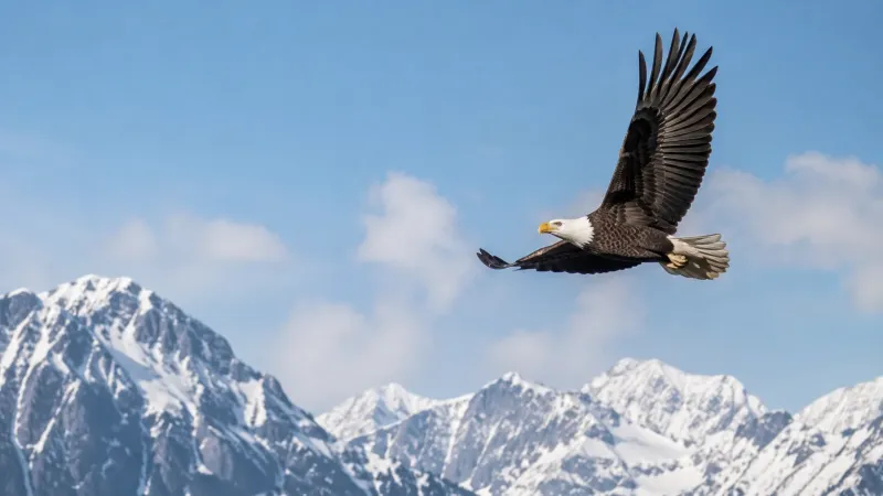 Bald Eagle Flying Over Snowy Mountain Peaks wallpaper preview