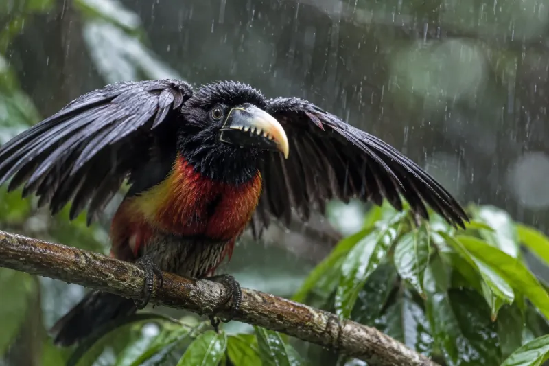 Black-necked Aracari in the Amazon Rainforest, Brazil wallpaper preview