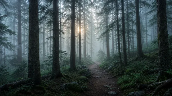 Dark Forest Mist