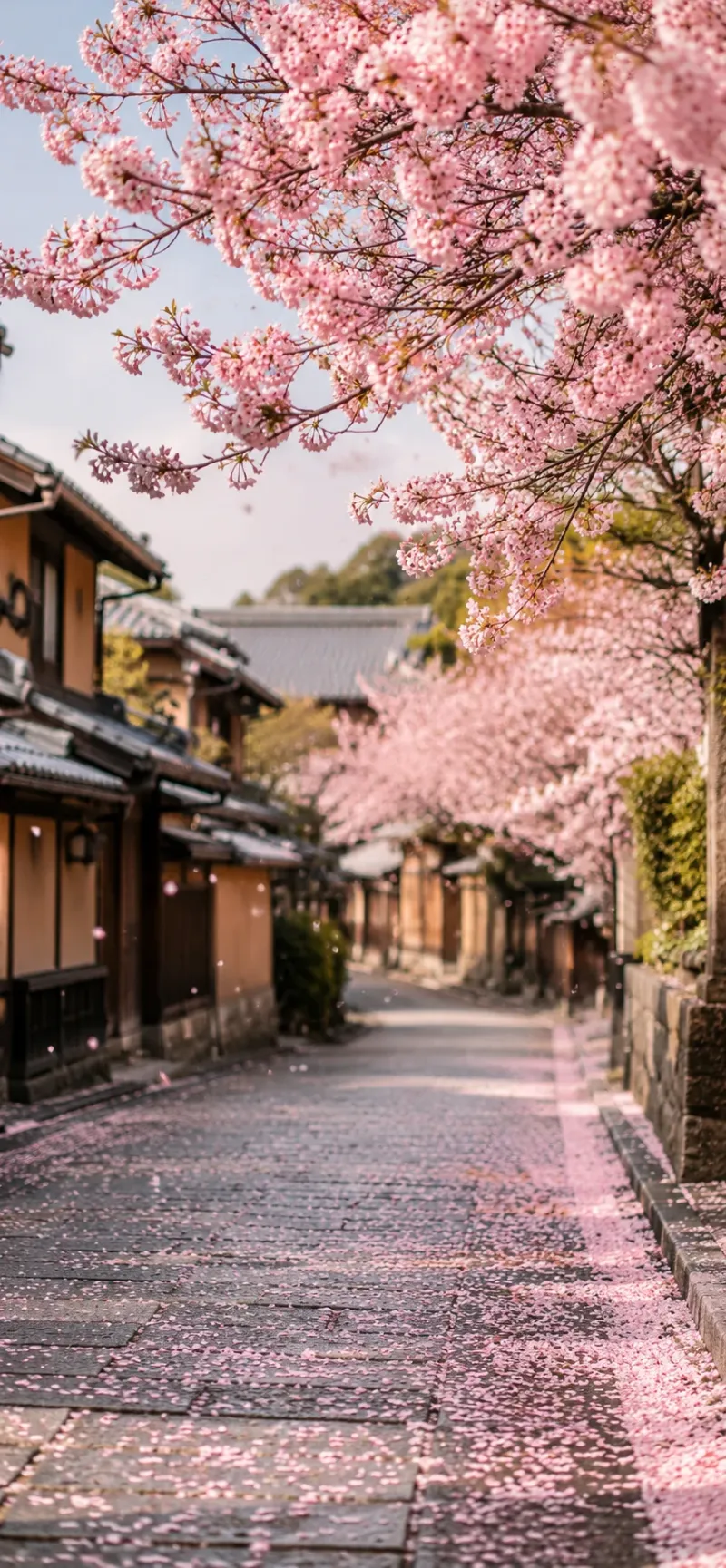 Sakura Japan Street wallpaper preview