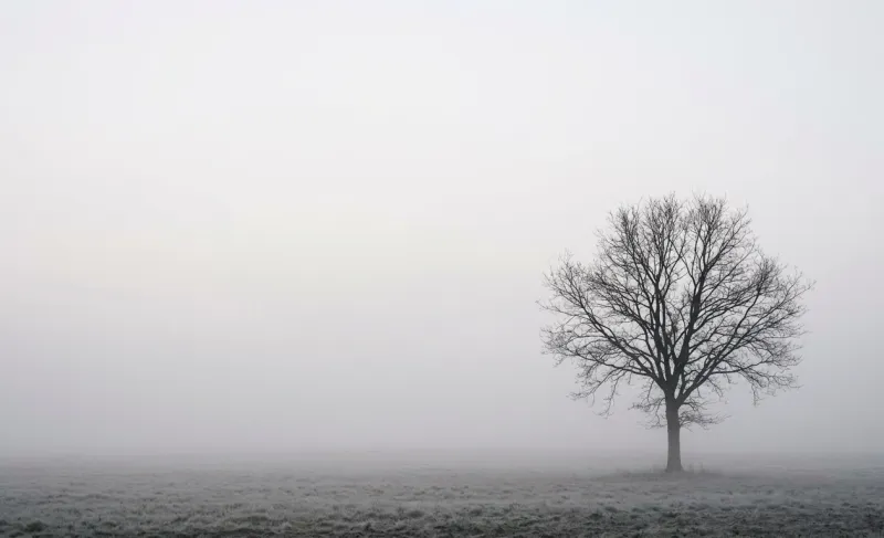 Solitude Minimal Foggy Tree Wallpaper wallpaper preview