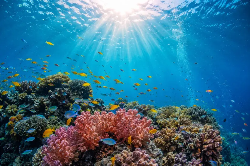 Sunlit Reef Underwater Wallpaper wallpaper preview