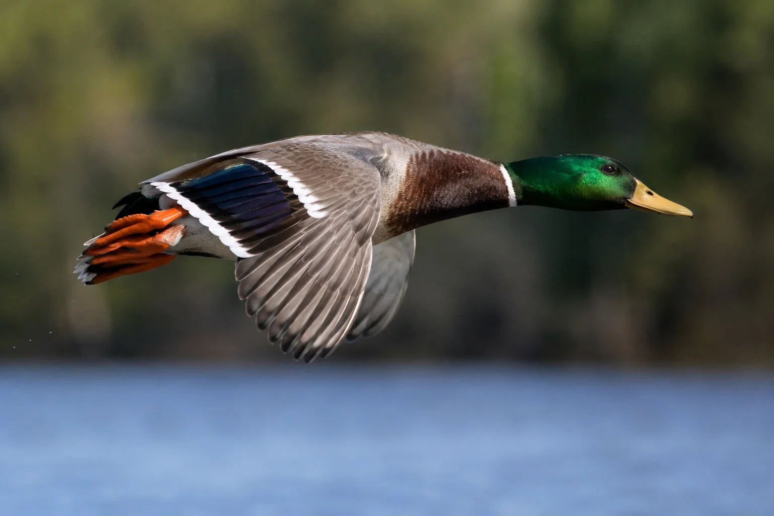 Emerald Flight Mallard – High-Speed Waterfowl Wallpaper wallpaper full preview