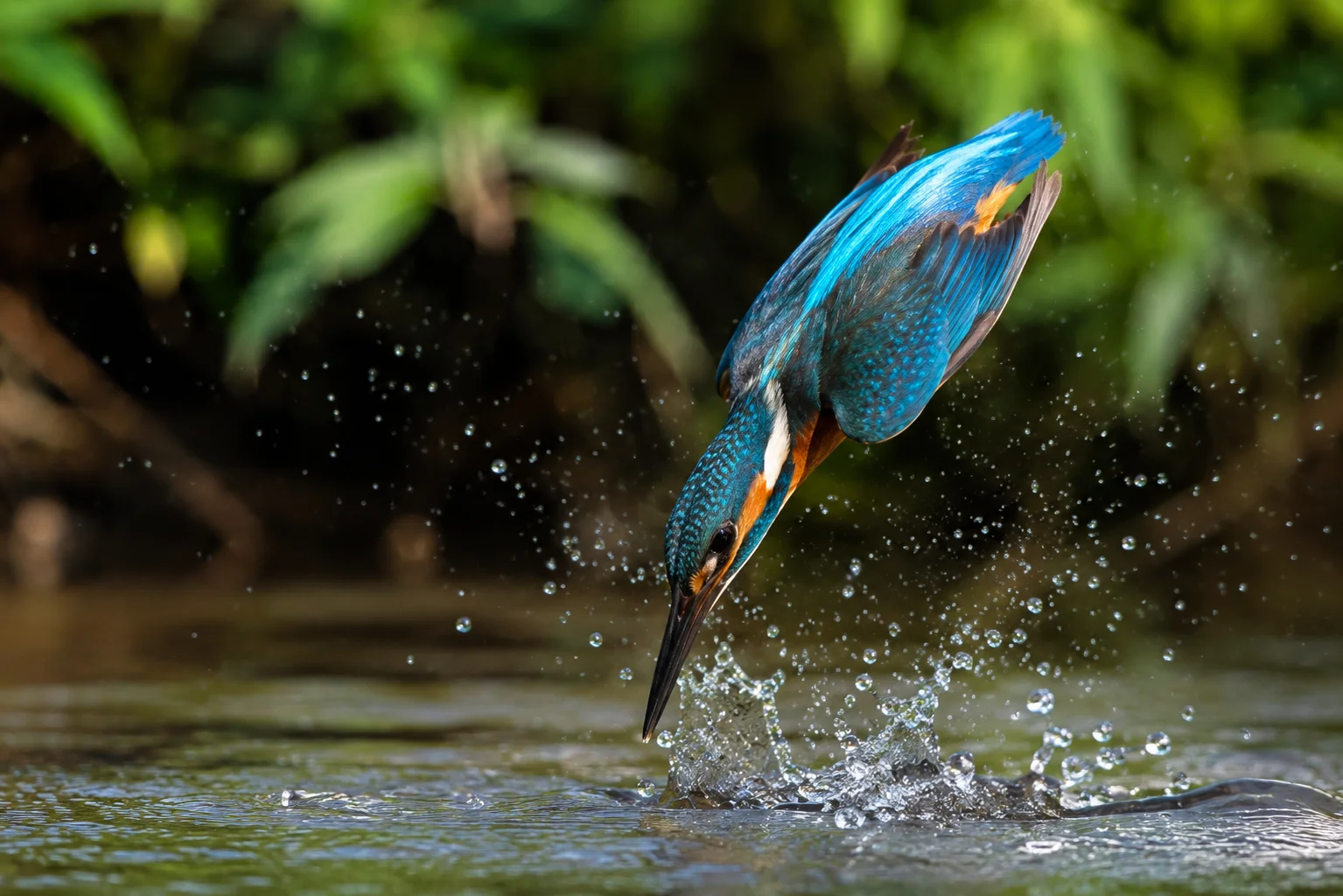 Perfect Dive Kingfisher Bird Wallpaper wallpaper full preview