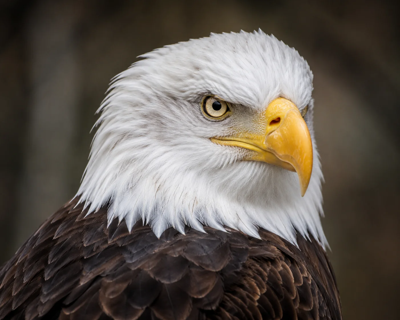 Piercing Gaze Bald Eagle Wallpaper