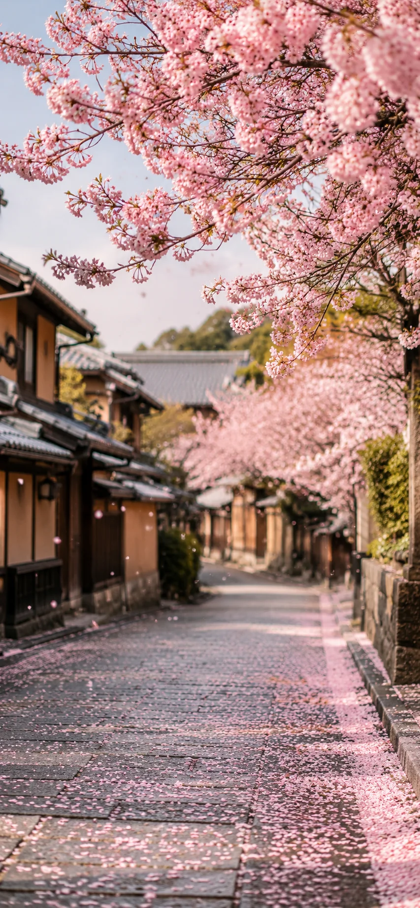 Sakura Japan Street wallpaper full preview